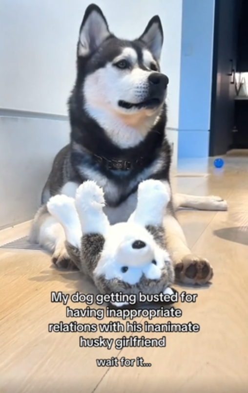 What your husky’s playful behavior is really telling you