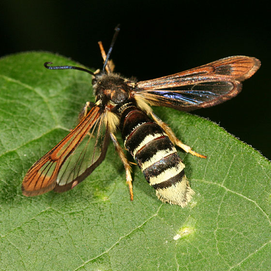 Raspberry crown borer adult. | Courtesy Utah State University Extension