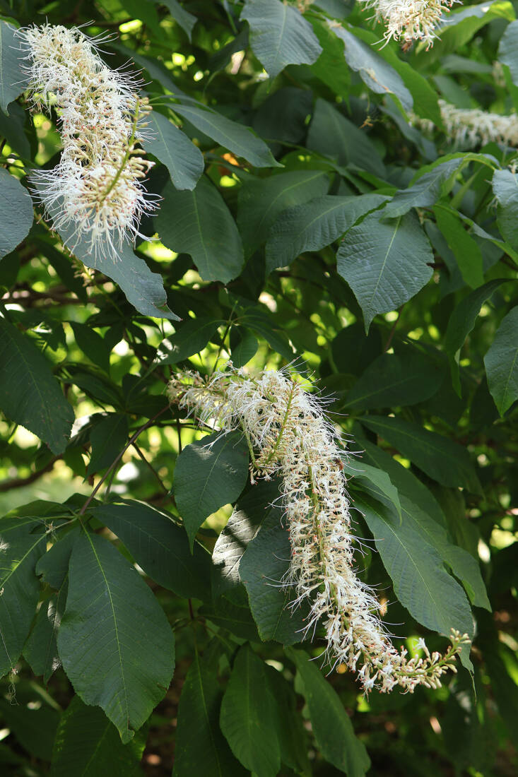 Bottlebrush Buckeye 101: A Native Butterfly Bush
