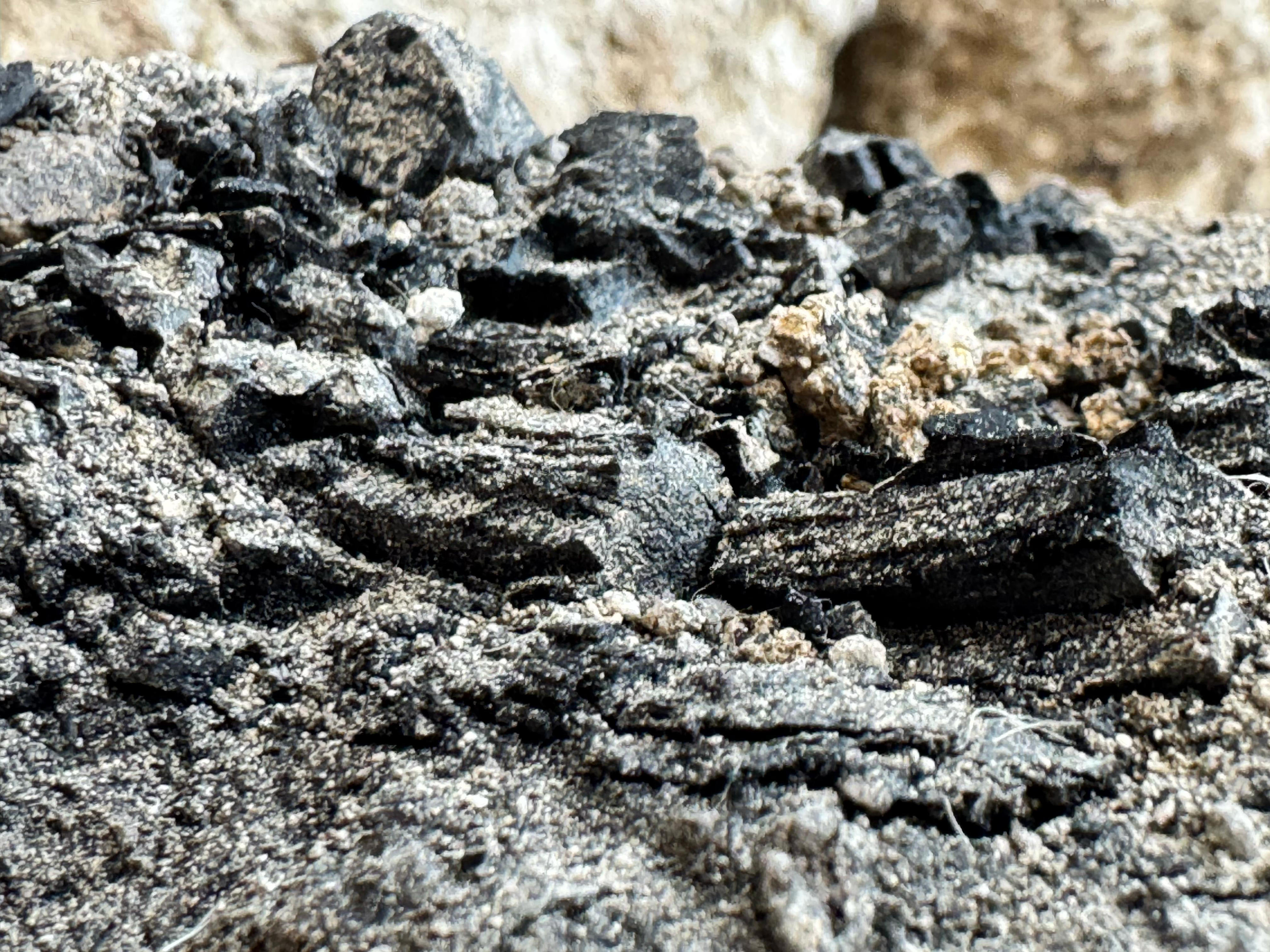 The burnt wooden beams discovered in the City of David, July 20, 2026.