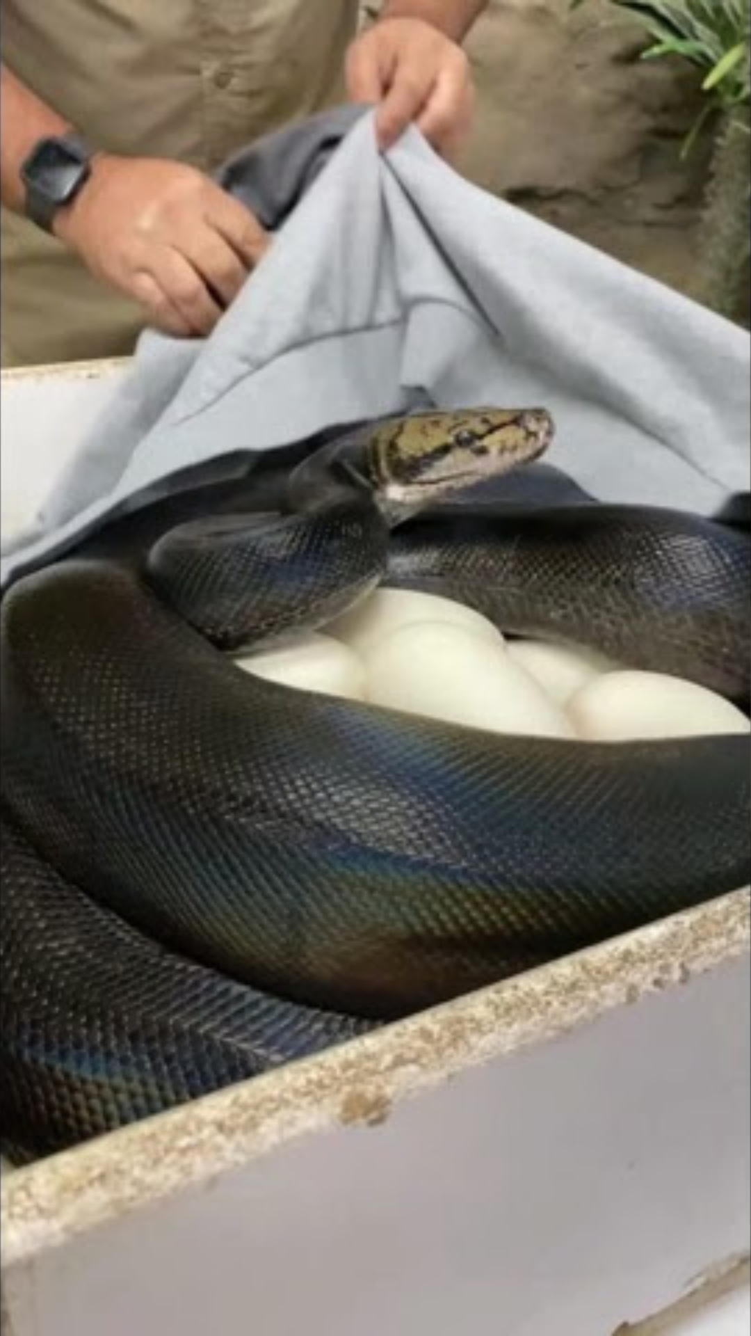 Wildlife handler reveals python guarding eggs from her own baby