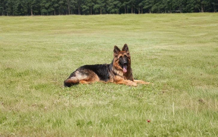 What Loyalty Looks Like in 8 Popular Dog Breeds
