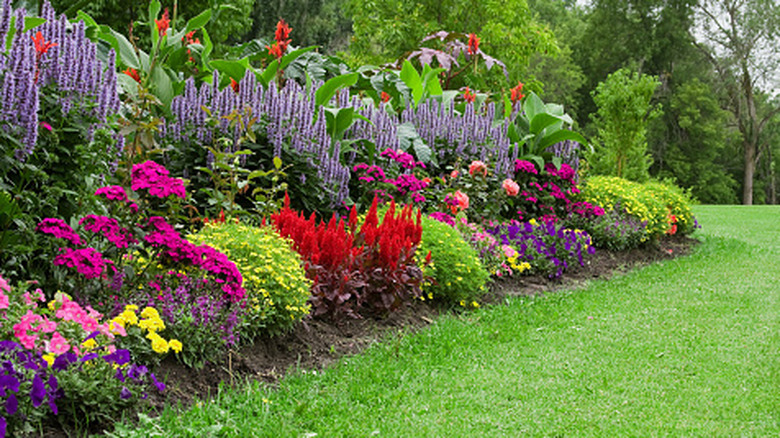 5 beautiful annual flowers that are almost impossible to kill