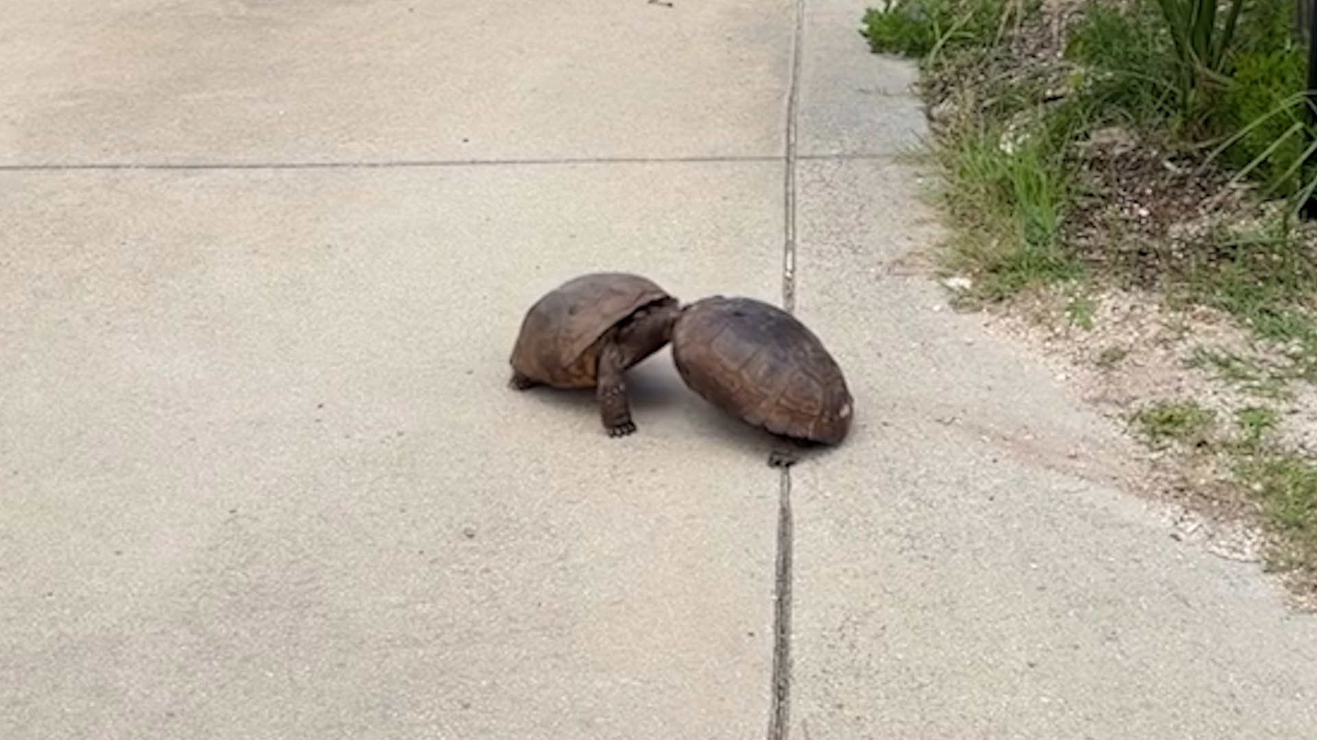 Two turtles spotted scrapping in residential driveway