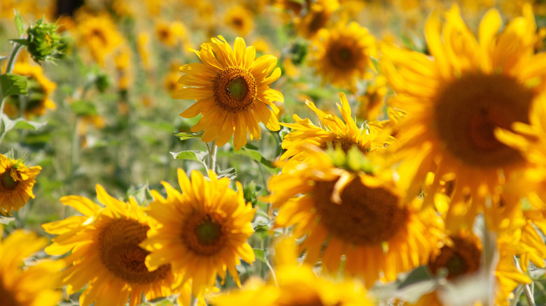 A field of sunflowers is full of bright yellow blooms.