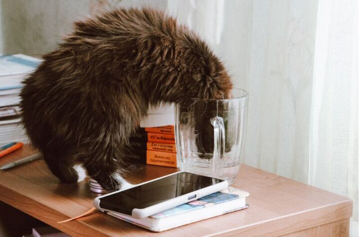 5 surprising reasons your cat isn t drinking from the water bowl, Image via Canva