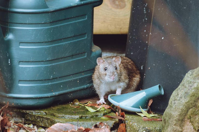 Irish homeowners keep rats out of gardens with the one plant the pests ...