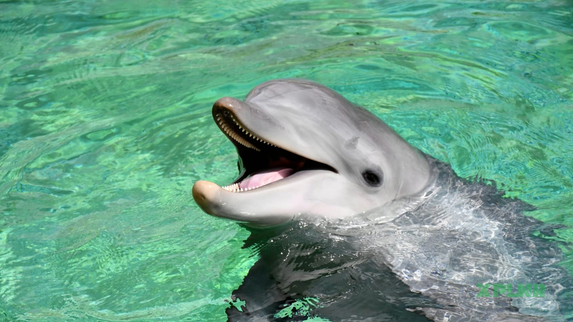 How intelligent are dolphins?