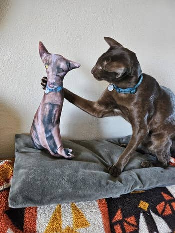Cat with a blue collar taps a fabric pillow shaped like a cat on a cushion, creating a playful shopping-themed scene
