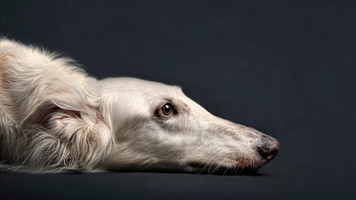 Meet Cleo, the Chaotic Silken Windhound Stealing the Internet's Heart
