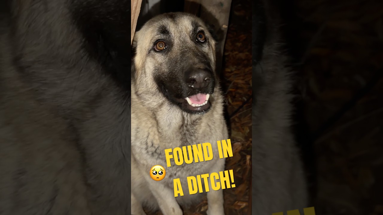 found-a-pregnant-dog-giving-birth