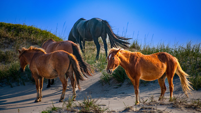North Carolina's untamed beach town is home to roaming mustangs, rolling dunes, and quiet sands