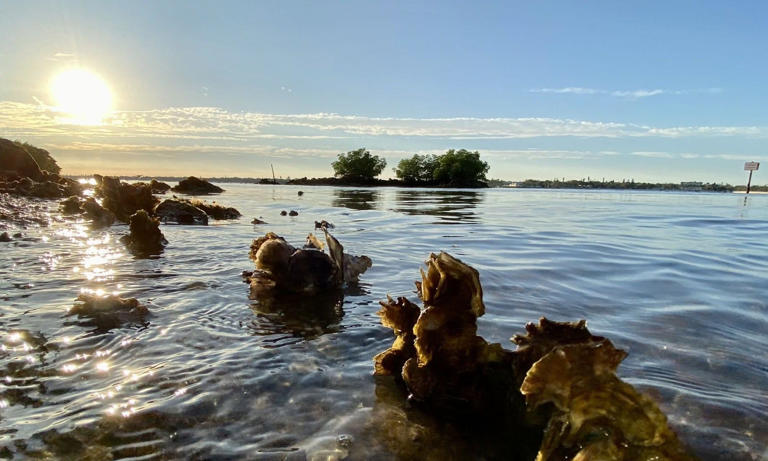 New funding boosts SW Florida oyster reef restoration