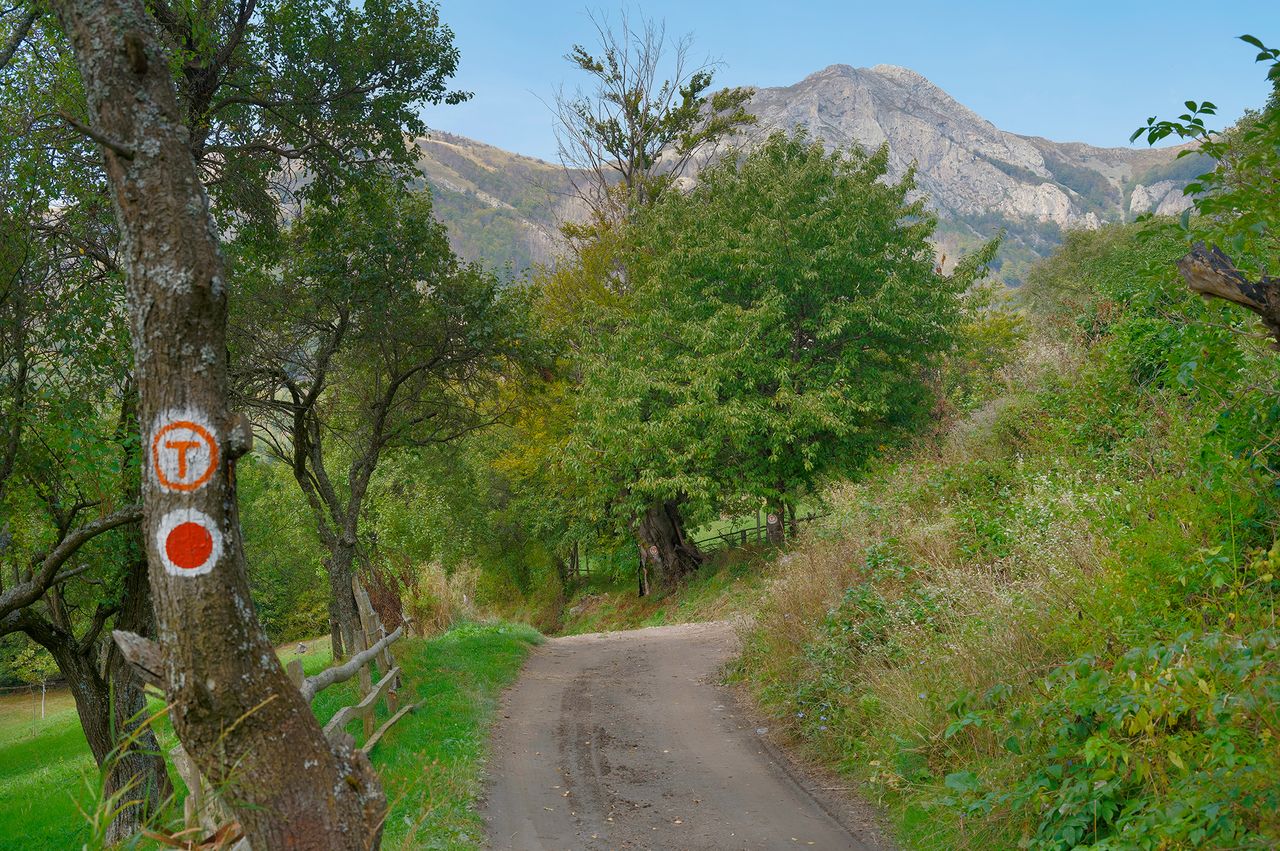 A dirt trail winding through a forested area with a tree marked with a trail sign a mountain visible in the background