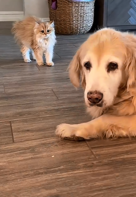 Golden cats meet a friendly golden dog