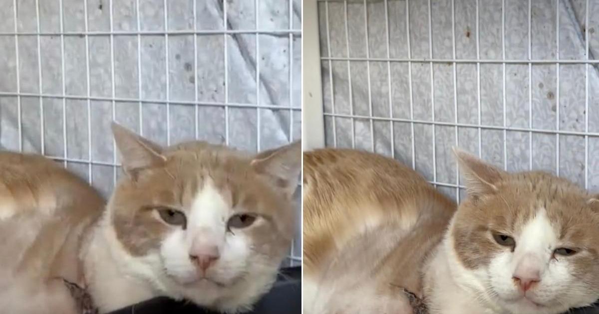 Shelter cat is holding on to hope despite losing a big part of himself