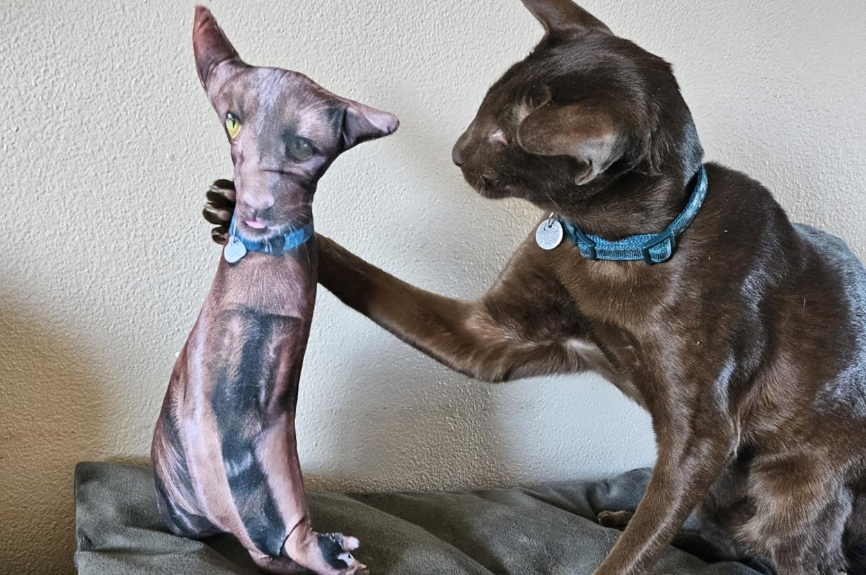 34 Things You Can Buy Because You're An Adult And Make Your Own Decisions