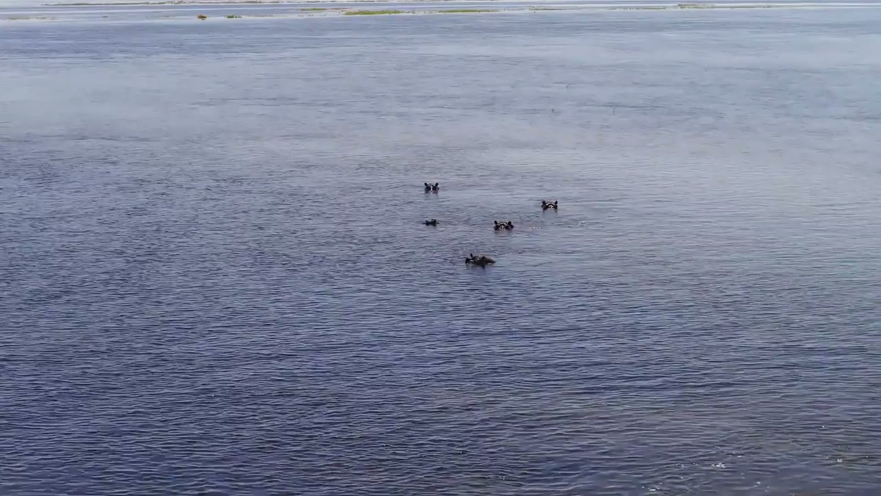 Chobe National Park, Africa: Drone tour of great wildlife havens
