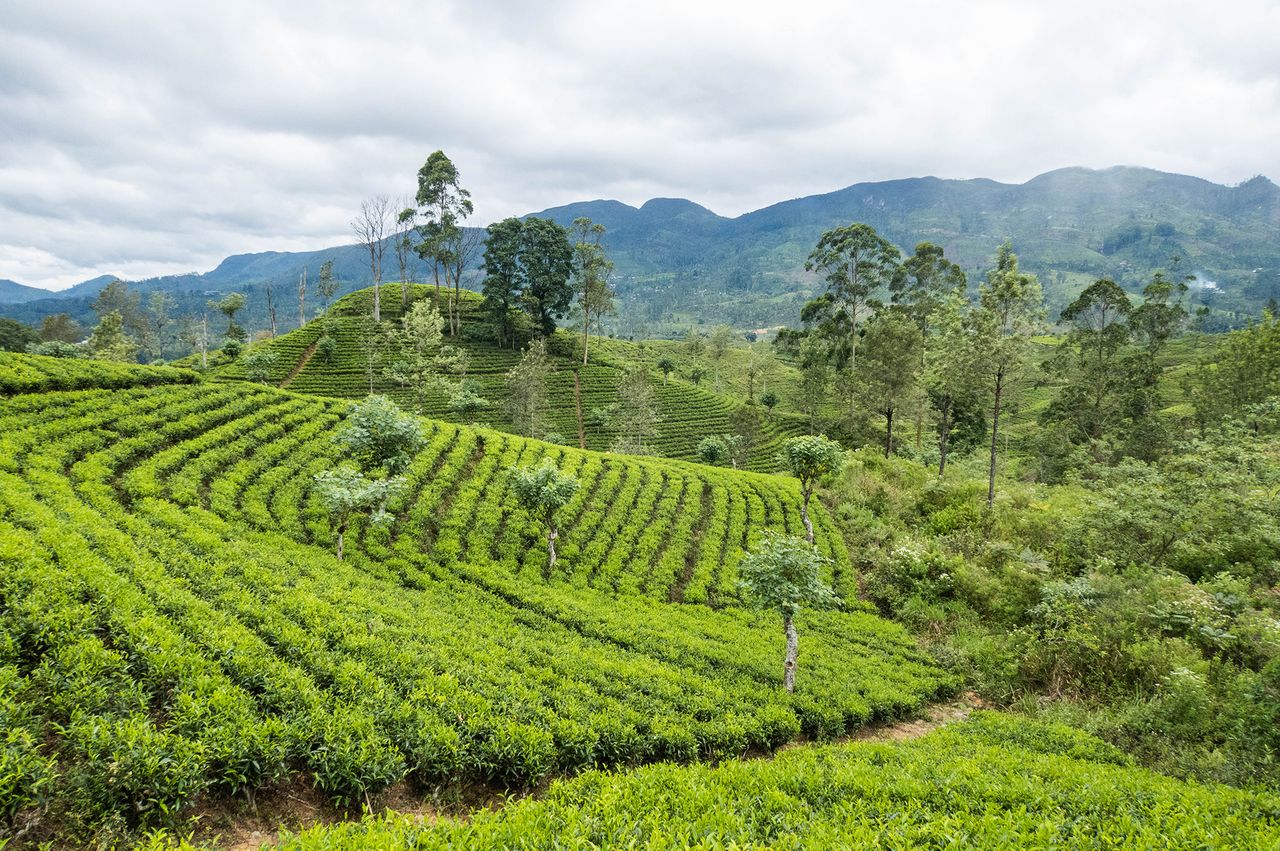 Tea plantations on a hillside with distant trees and mountains in the background Sri Lanka