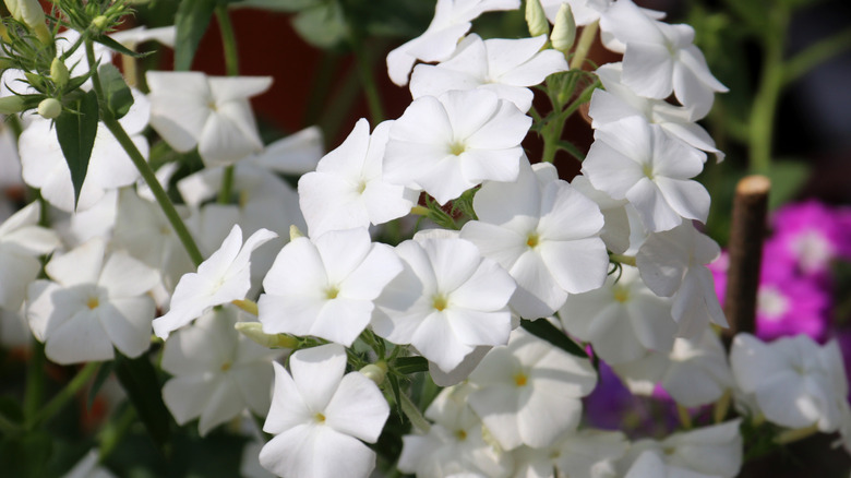 Annual phlox blooms with white flowers.