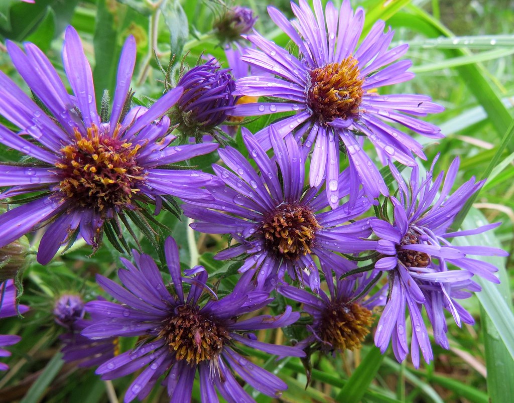 6. New England Aster (Symphyotrichum novae-angliae) (Image Credits: Flickr)