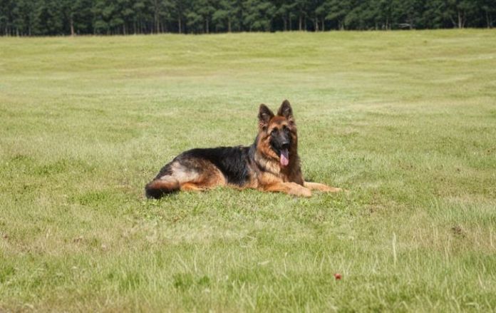 What Loyalty Looks Like in 8 Popular Dog Breeds