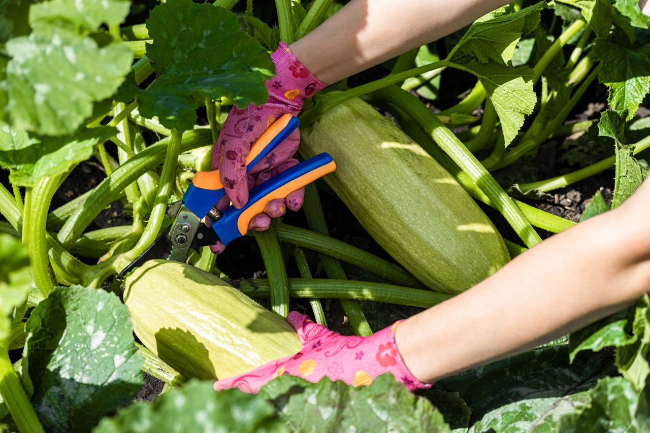 should you prune squash plants