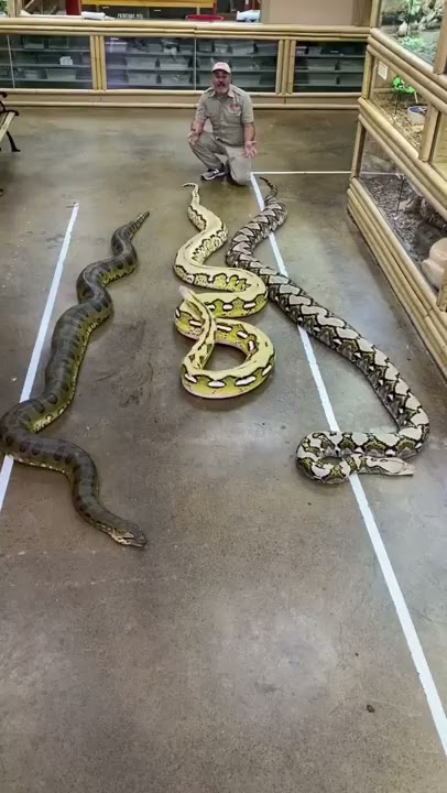 Wildlife handler compares giant anaconda with massive reticulated pythons