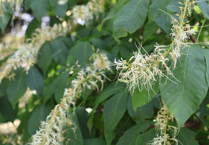 Bottlebrush Buckeye 101: A Native Butterfly Bush