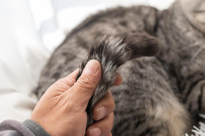 猫の尻尾がベタベタする『スタッドテイル』ってなに？ 発症しているときの症状や予防法まで解説