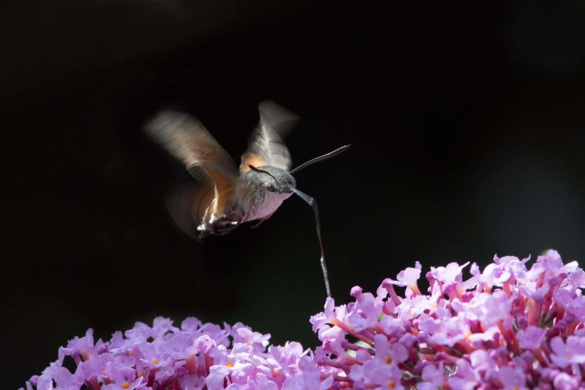 Hummingbird hawk moth in flight (Alamy/PA)
