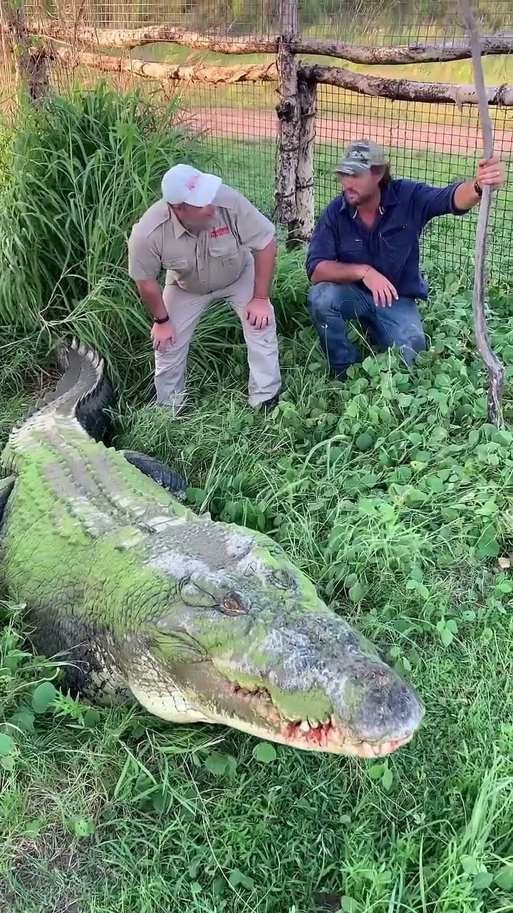 Wildlife handler explains crocodile growls during close encounter