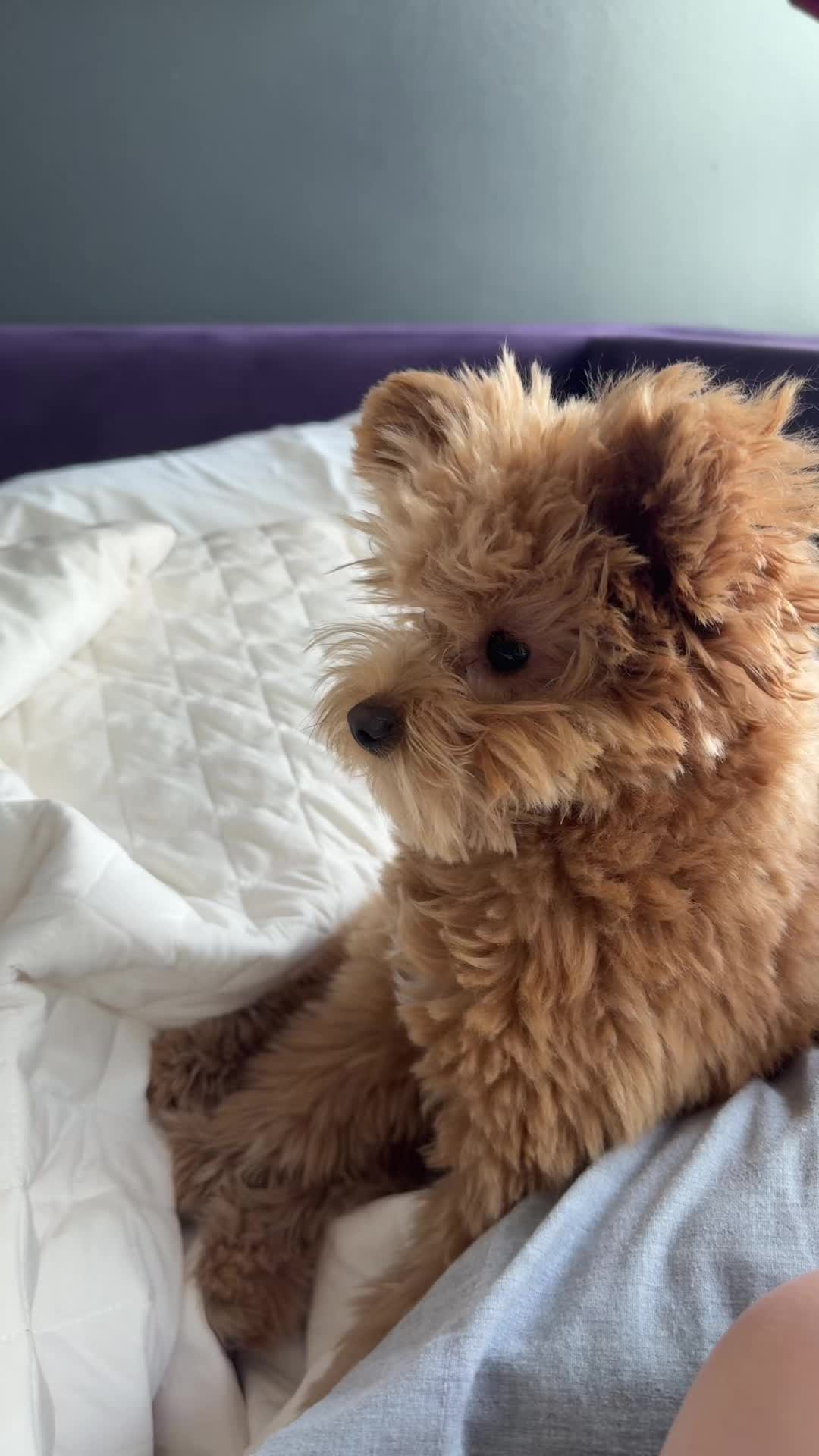 Barney the Pomapoo digs into the bed after being called