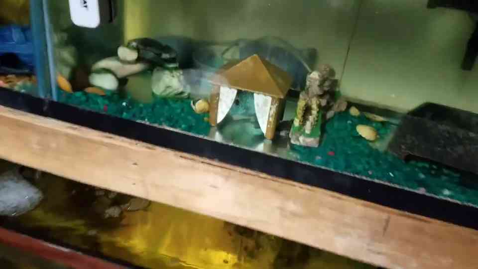 Inside a tropical pet and fish flea market tour