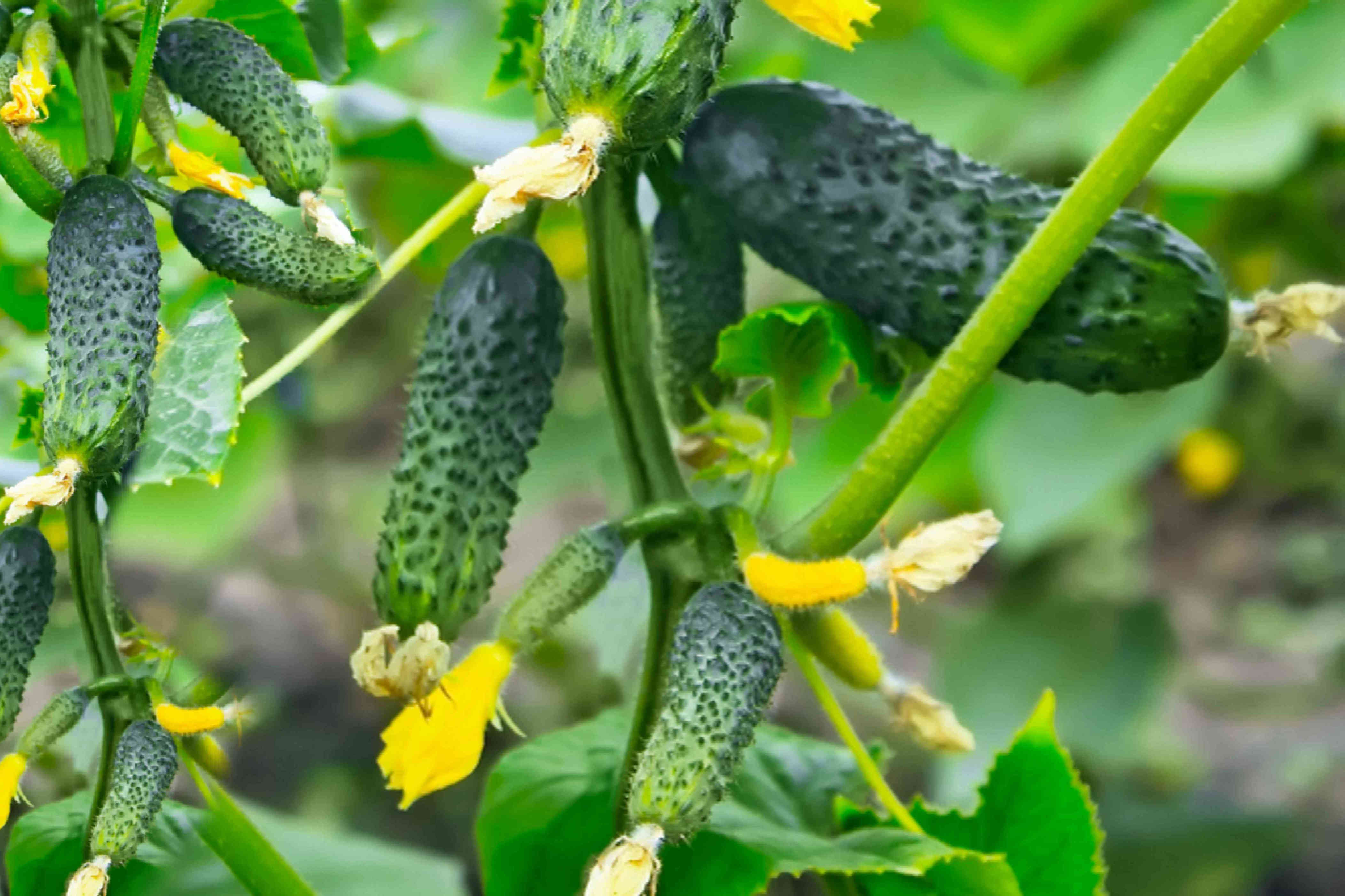 How long will one cucumber plant produce fruit? Here’s the answer and 4 signs it’s time to get a new one