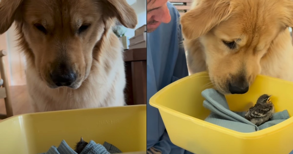 Golden Retriever Sits on ‘Bird Watch Duty' After Getting a New Pet