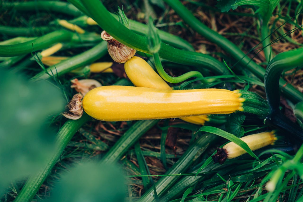 should you prune squash plants