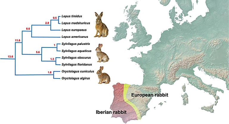 Iberian rabbit: Species hidden by Spain and Portugal for 2 million years