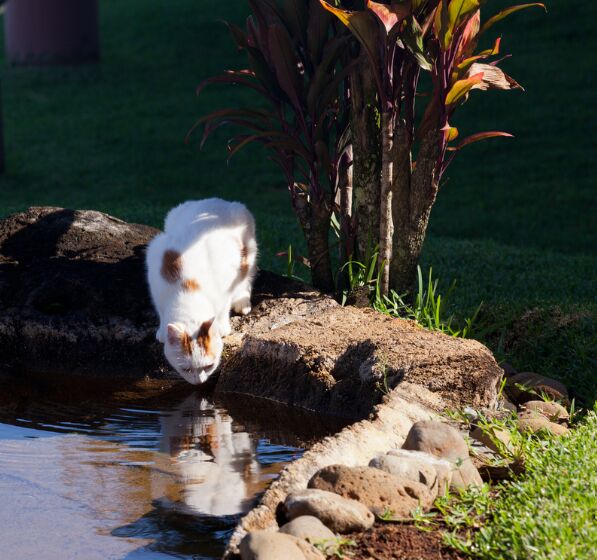 5 surprising reasons your cat isn t drinking from the water bowl, Image via Canva