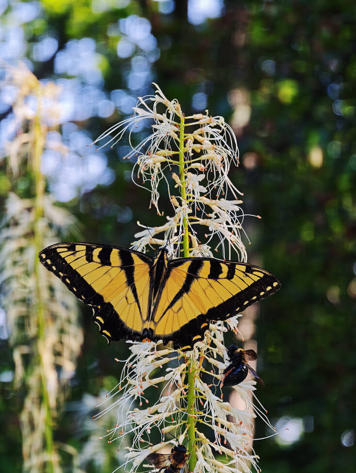 Bottlebrush buckeye 101: A native butterfly bush
