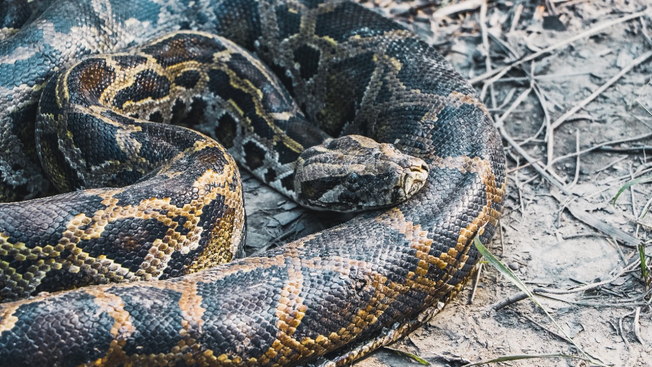 Researchers pulled a 19-foot python, caught mid-meal on a deer, from Florida