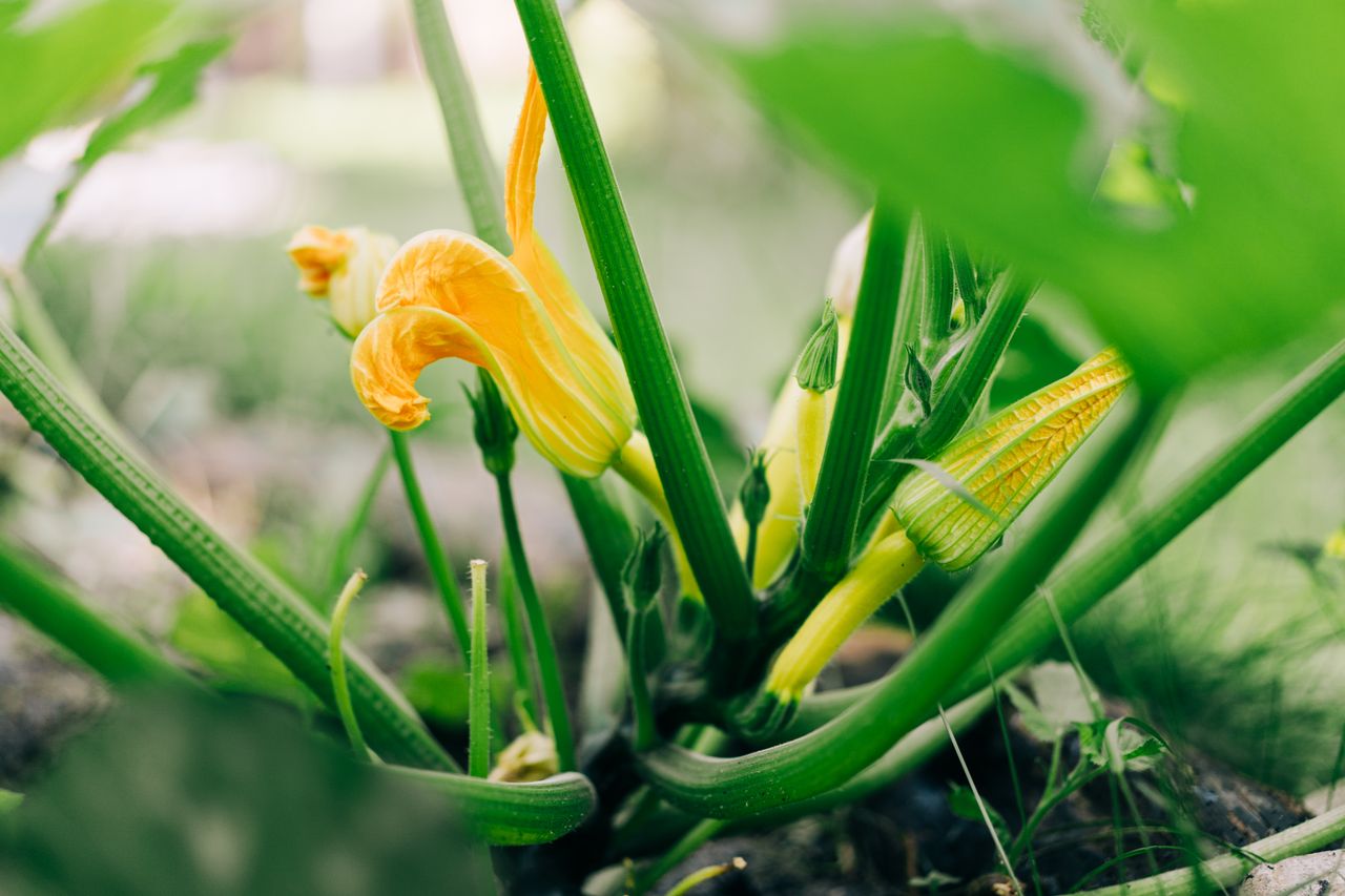 should you prune squash plants