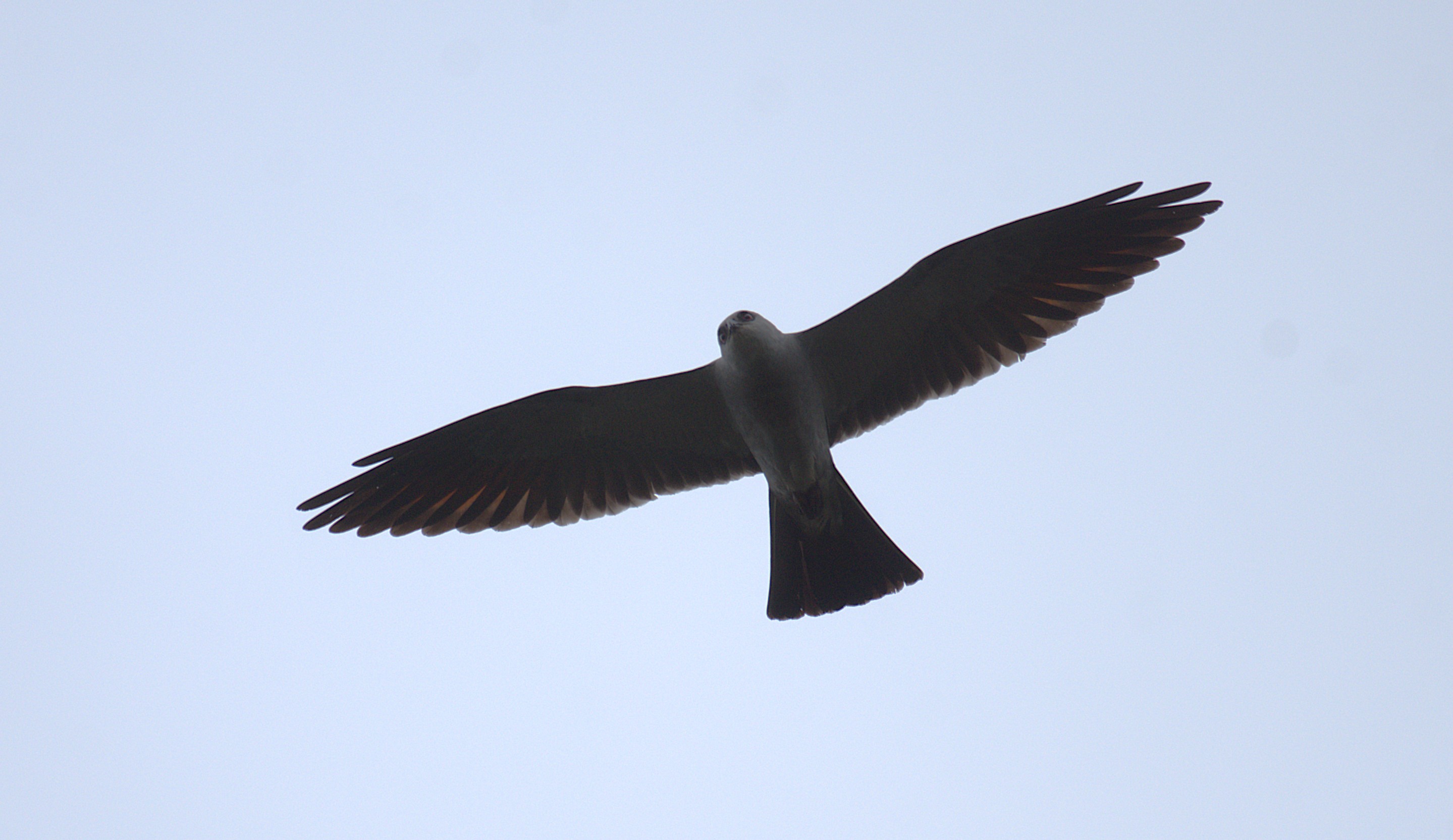 A teen spotted a rare pair of birds in D.C. Then came another surprise.