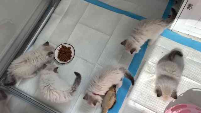 Kittens try cat food for the first time