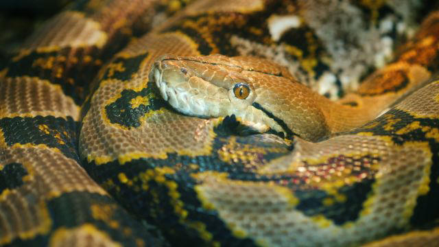 Power records help crack China python breeding case, with 356 snakes ...