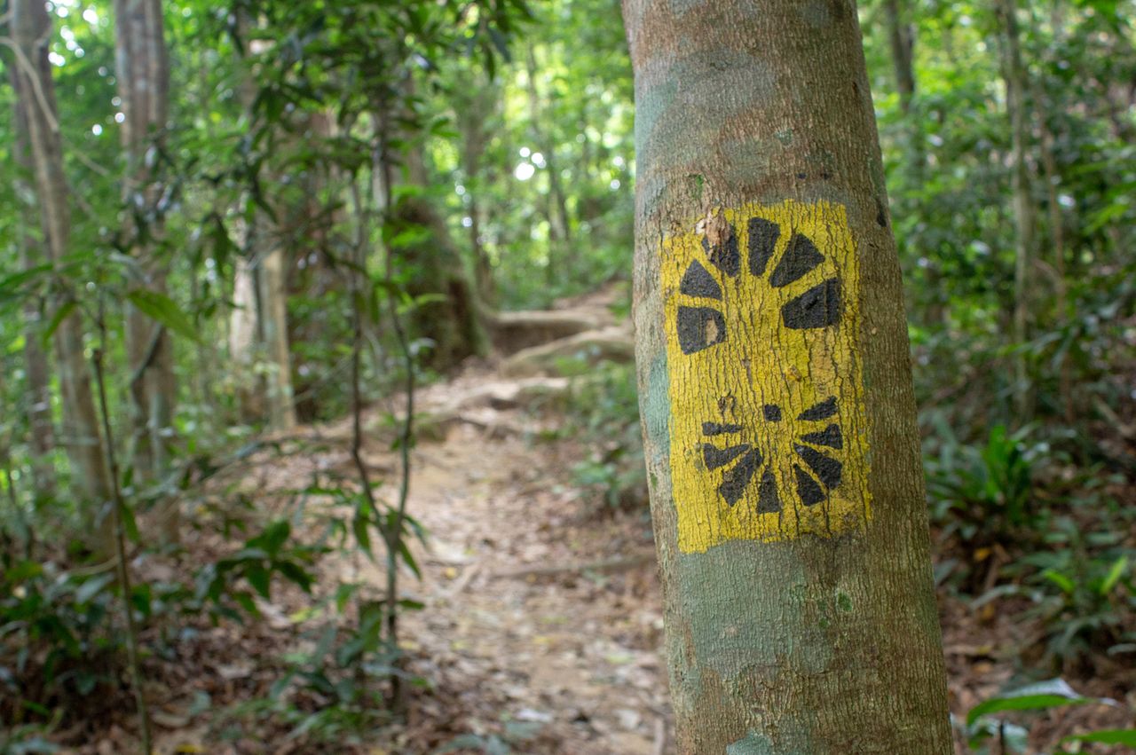 Trail marker painted on a tree in a forest clearing