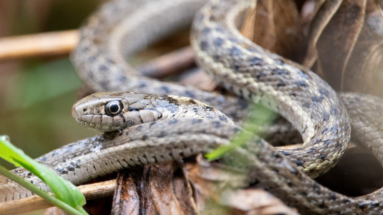 The beautiful flowering bush that could be luring garden snakes to your yard
