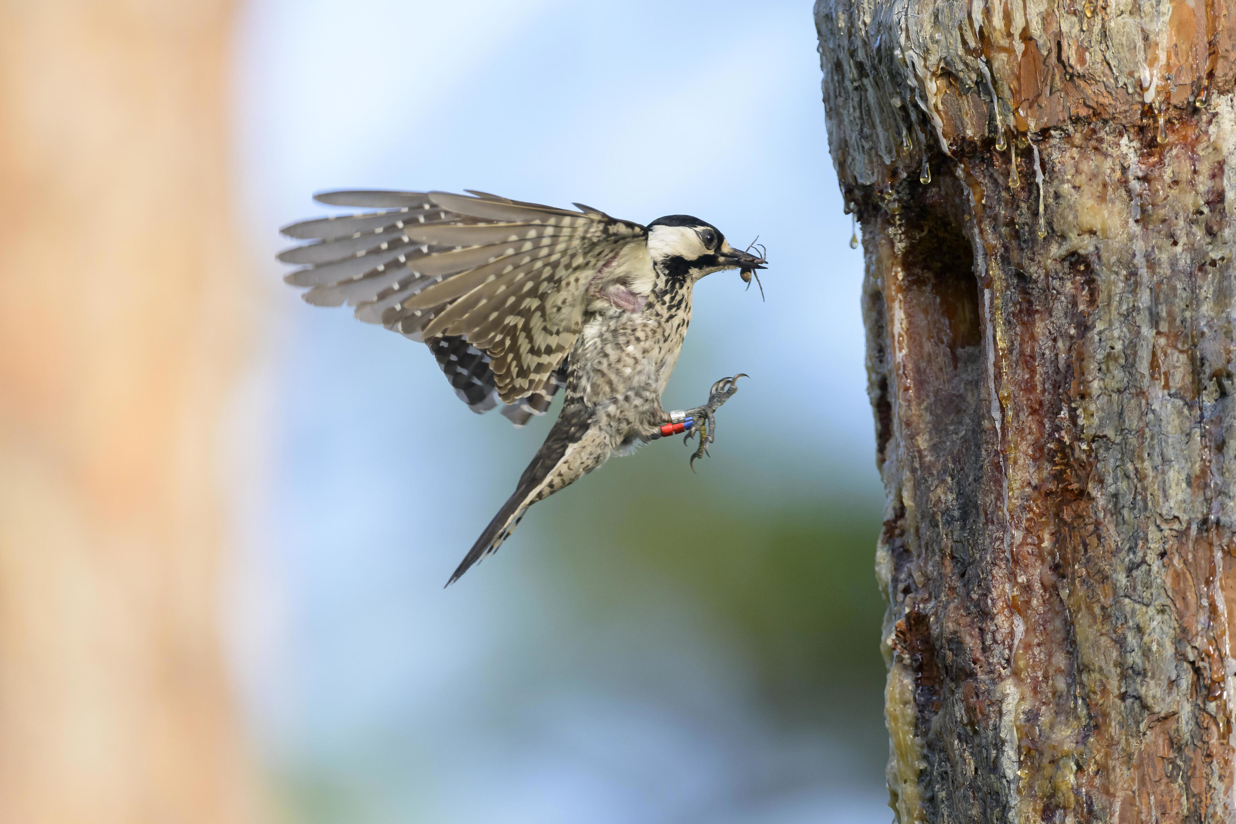 It’s no longer illegal to destroy the one thing endangered species need most to survive