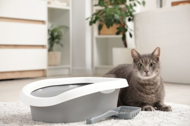 Blood in your cat’s urine? What every cat parent needs to know