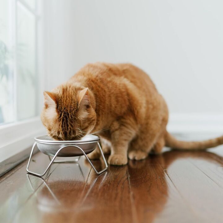 5 surprising reasons your cat isn t drinking from the water bowl, Raised Cat Bowl Stand for Food Water by Americat Made in USA Stainless Steel Image via Amazon